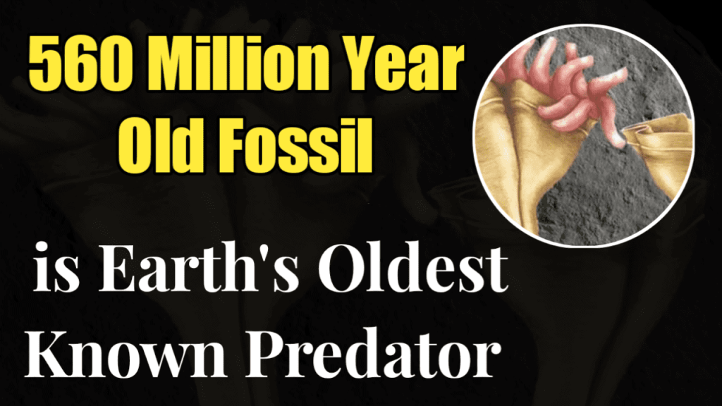 This 560 Million Year Old Fossil is Earth's Oldest Known Predator ...